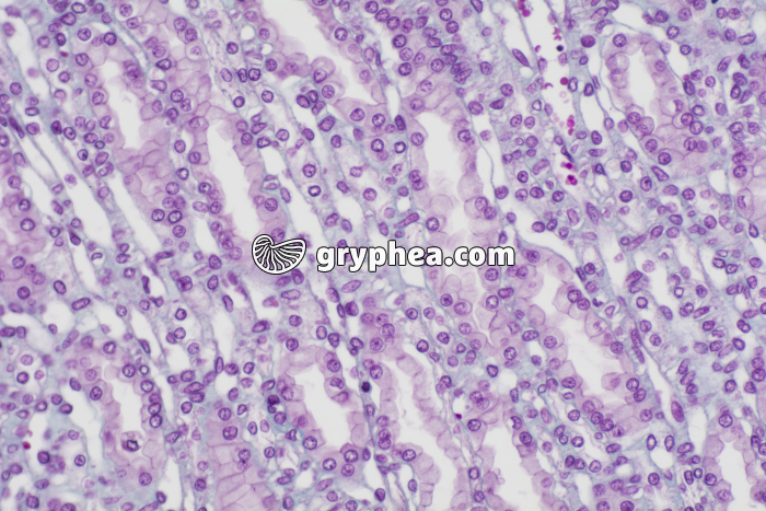 Rein tubules urinaires CL x100 - gryphea.com